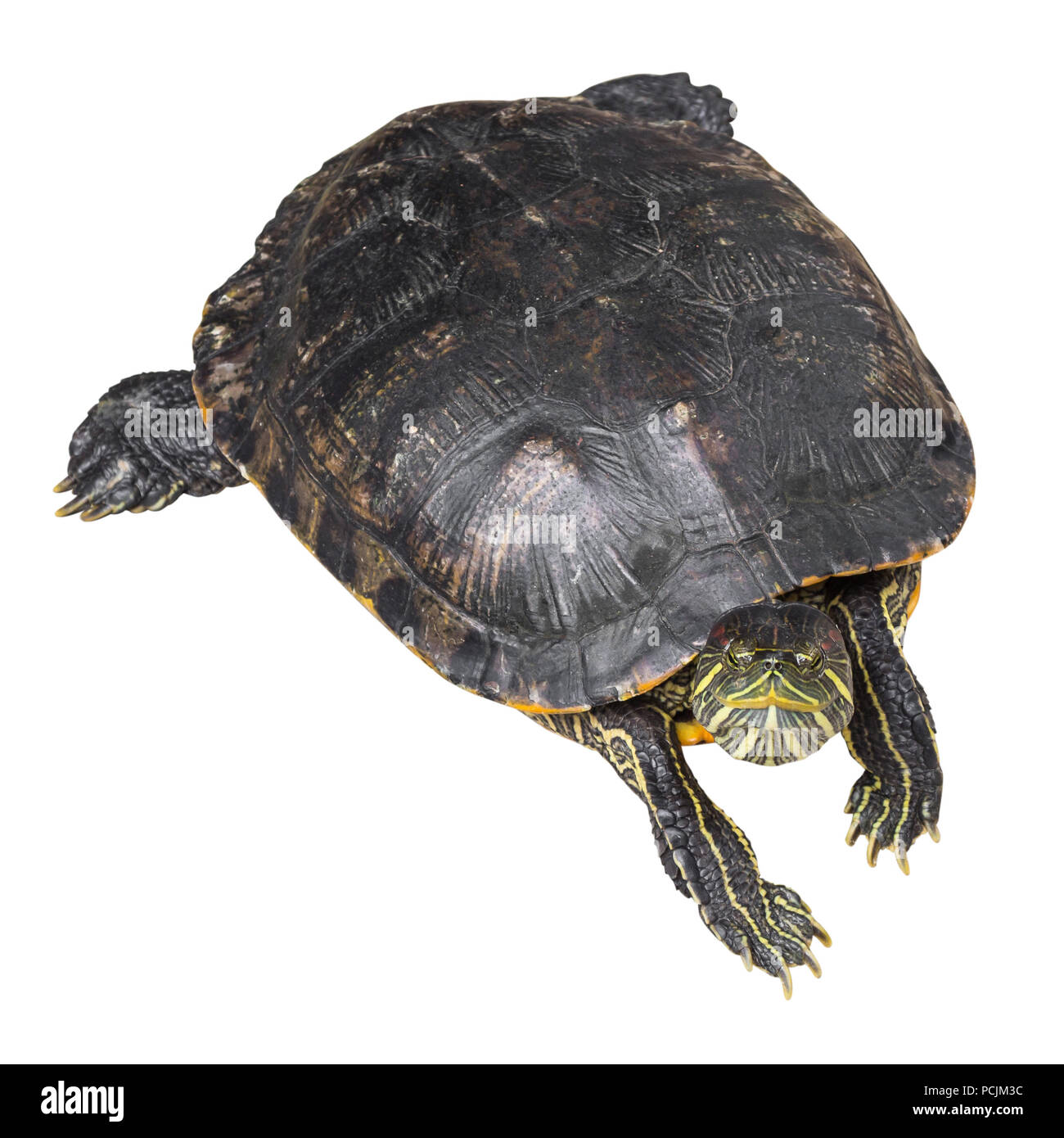 Red eared slider turtle ( Trachemys scripta elegans ) is creeping and raise one's head on white isolated background . Top view . Stock Photo