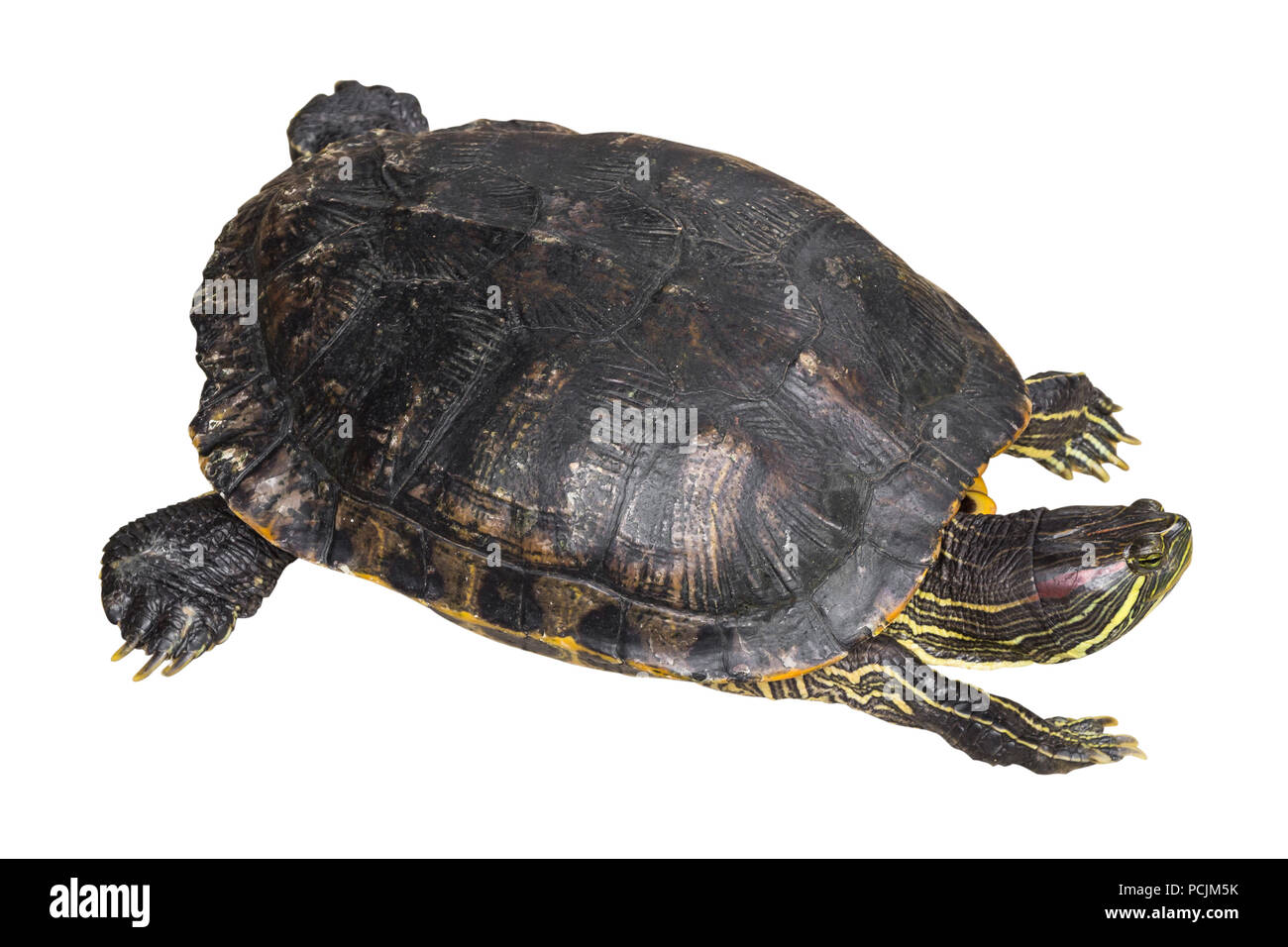 Red eared slider turtle ( Trachemys scripta elegans ) is creeping and raise one's head on white isolated background . Top view . Stock Photo