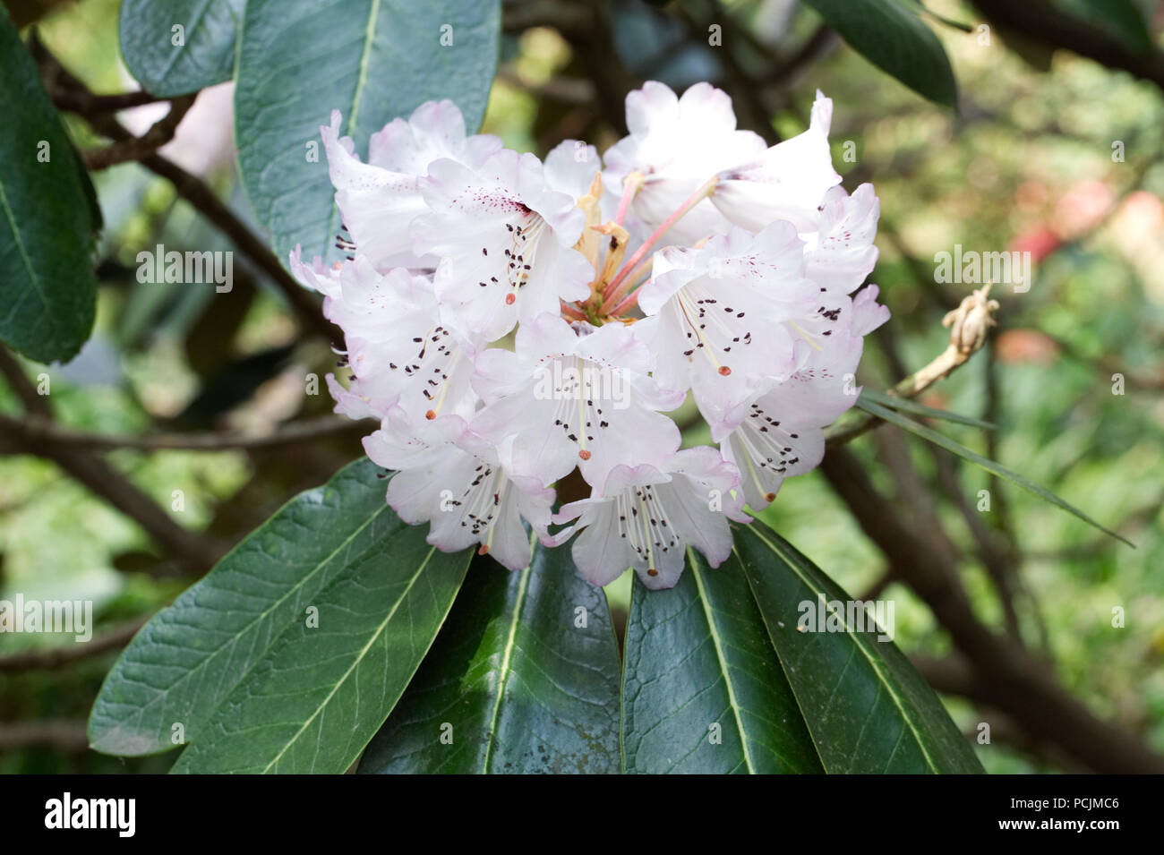 Rhododendron Rex flowers. Stock Photo