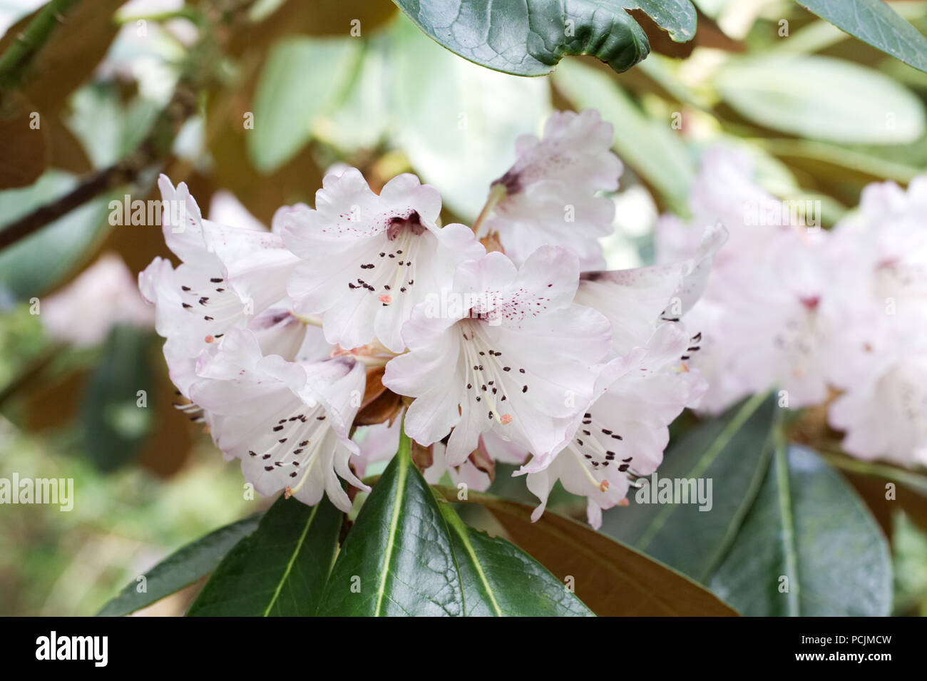 Rhododendron Rex flowers. Stock Photo