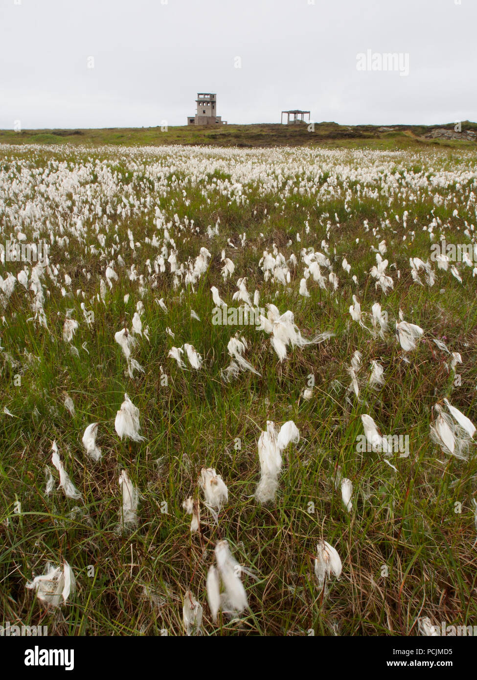 Cotton grass and old military installations, Flotta, Orkney Stock Photo