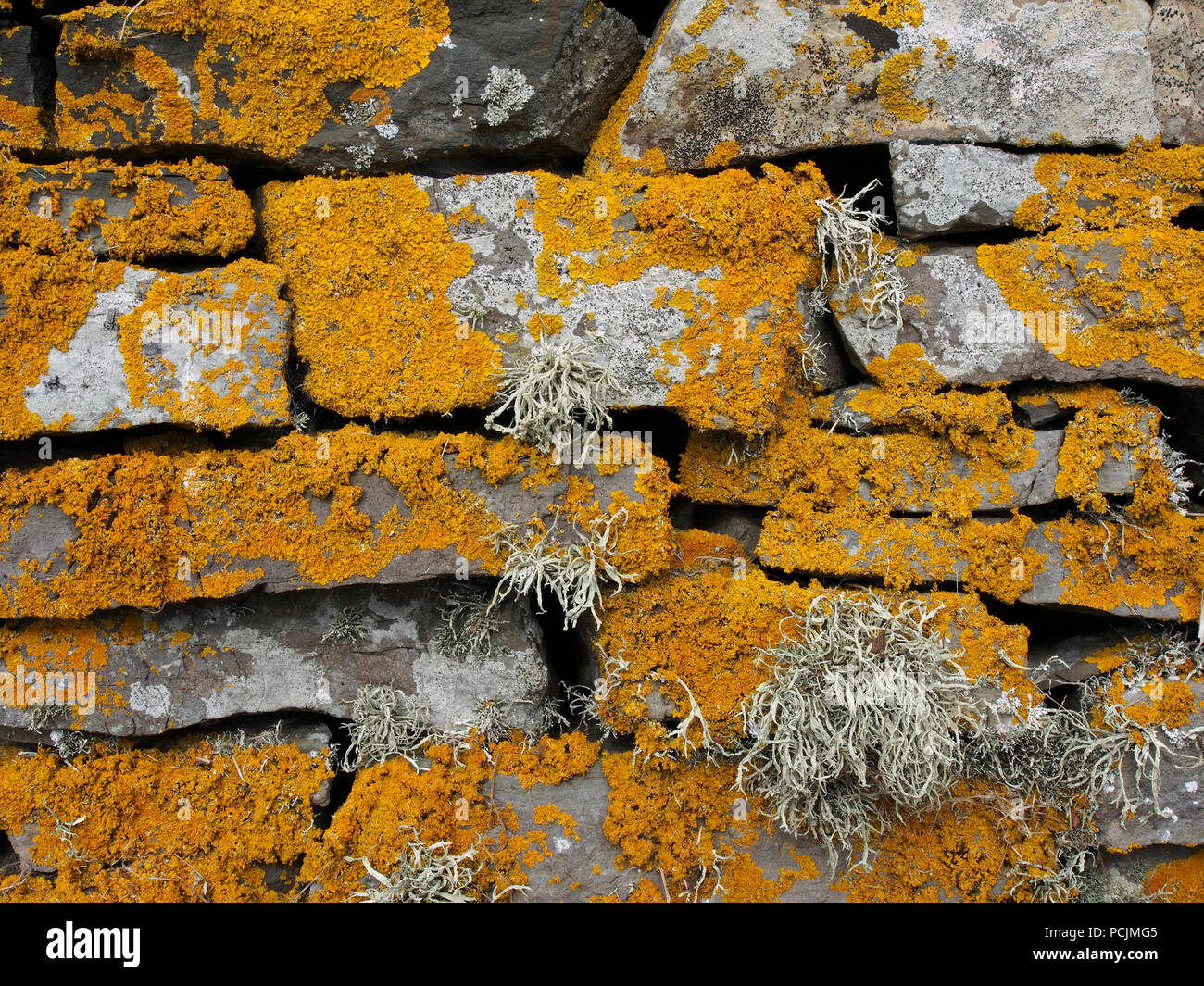 Lichen on wall, St Magnus church, Egilsay, Orkney Stock Photo