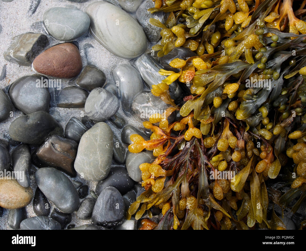 Seaweed and pebbles, Egilsay, Orkney Stock Photo