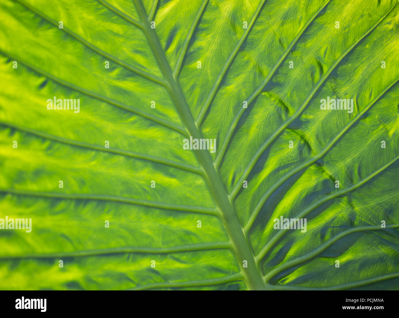 underside view of green leaf Stock Photo Alamy