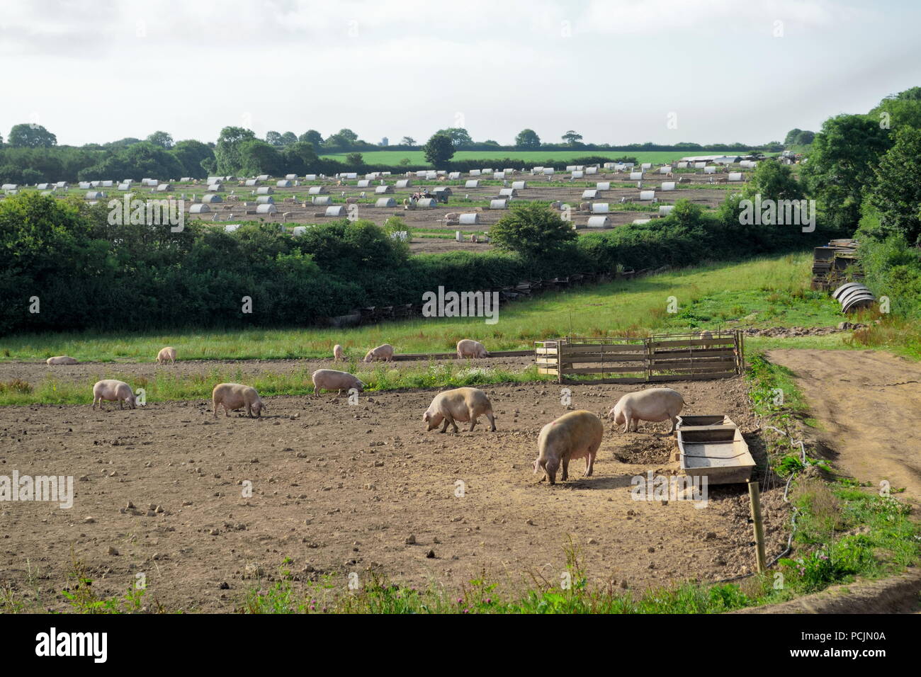 Large pig farm in East Devon Stock Photo