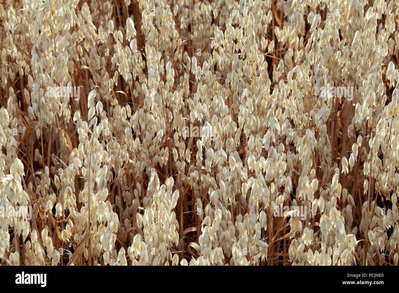Cereal agriculture uk hires stock photography and images Alamy