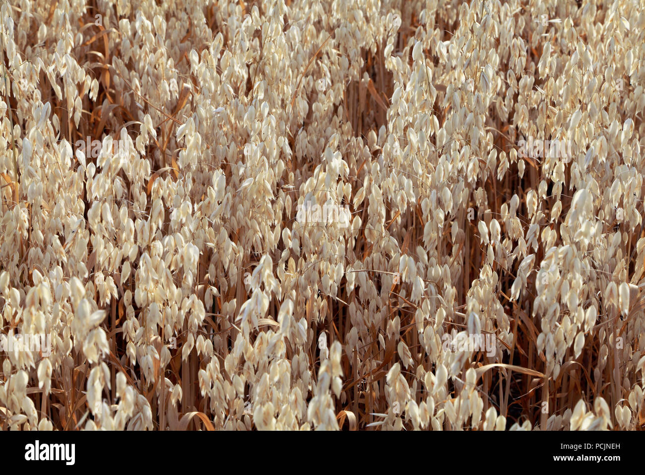 Oats, cereal grain, agricultural crop, detail Stock Photo