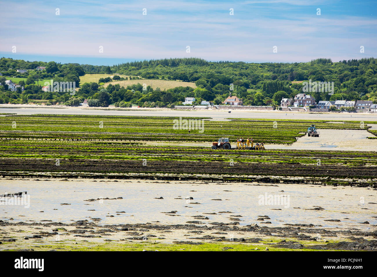 Workers farming the Oyster racks in St Vaast la Hougue, Normandy