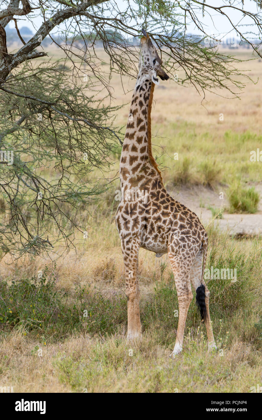 Giraffe Reaching into a Tree for a Few Leafs Stock Photo