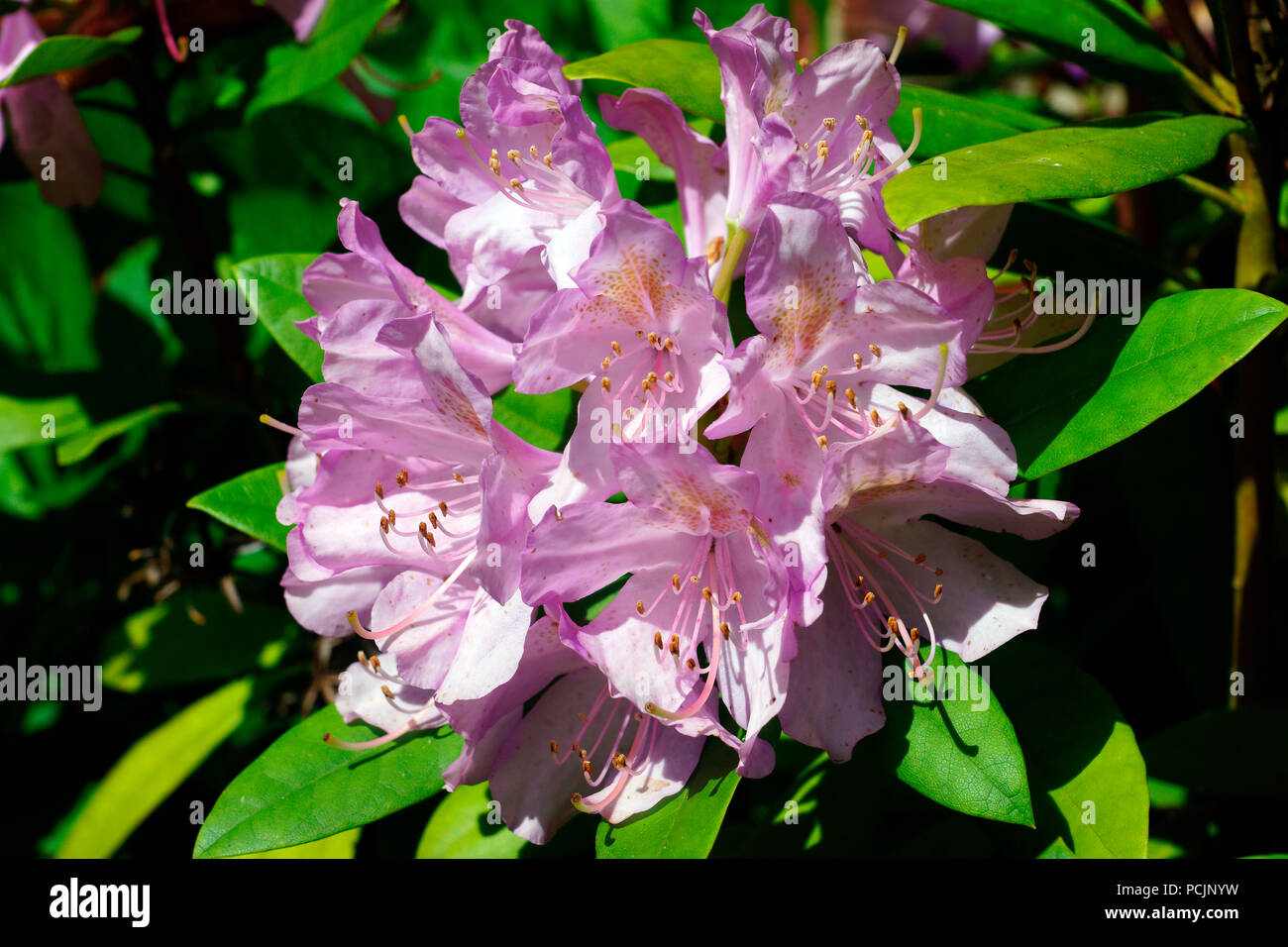 RHODODENDRON IN BLOOM Stock Photo - Alamy