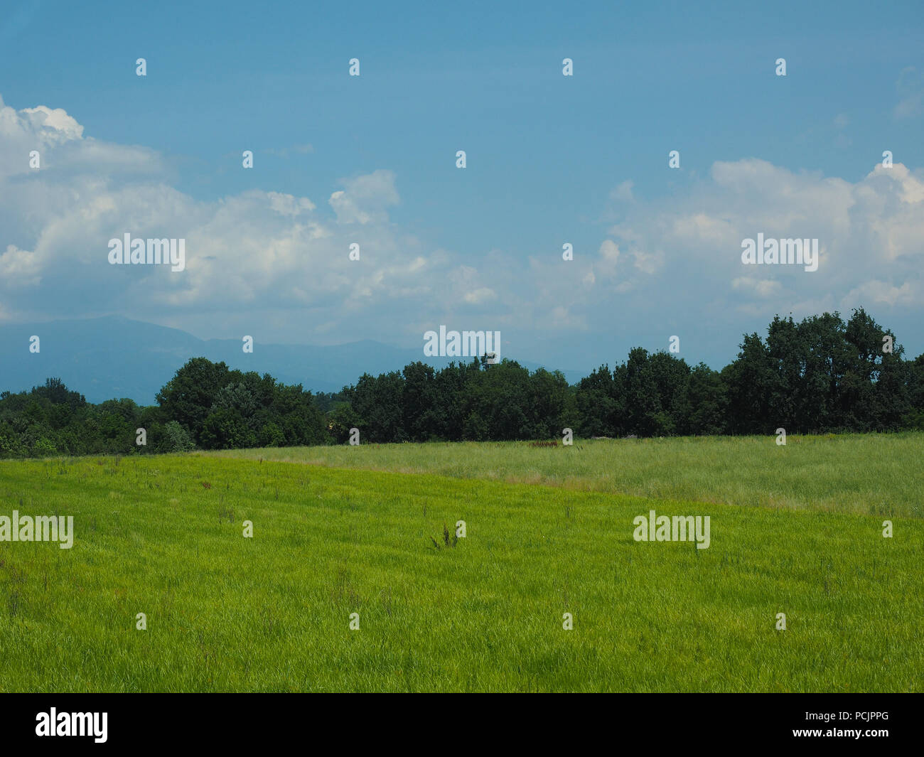 green grass meadow with trees and blue sky with clouds useful as a ...
