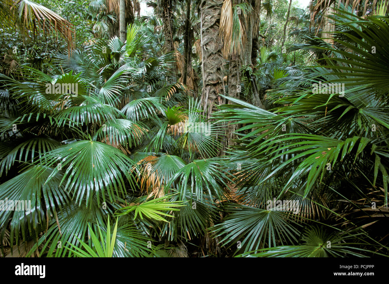 PALMS (CABBAGETREE, LIVISTONA AUSTRALIS) GROWING IN RAINFOREST AREA