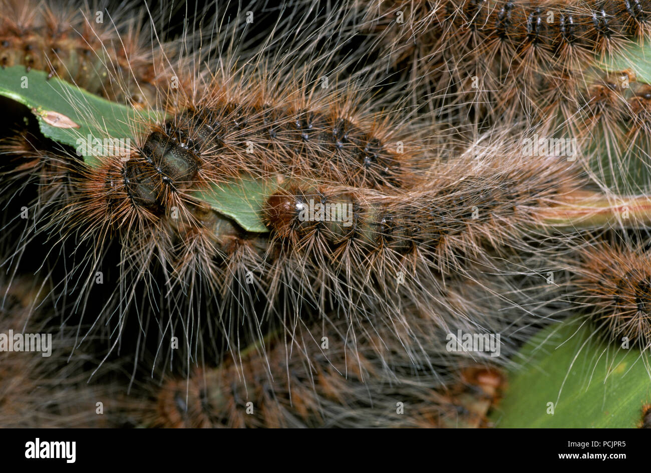 Australian Caterpillar Identification Chart