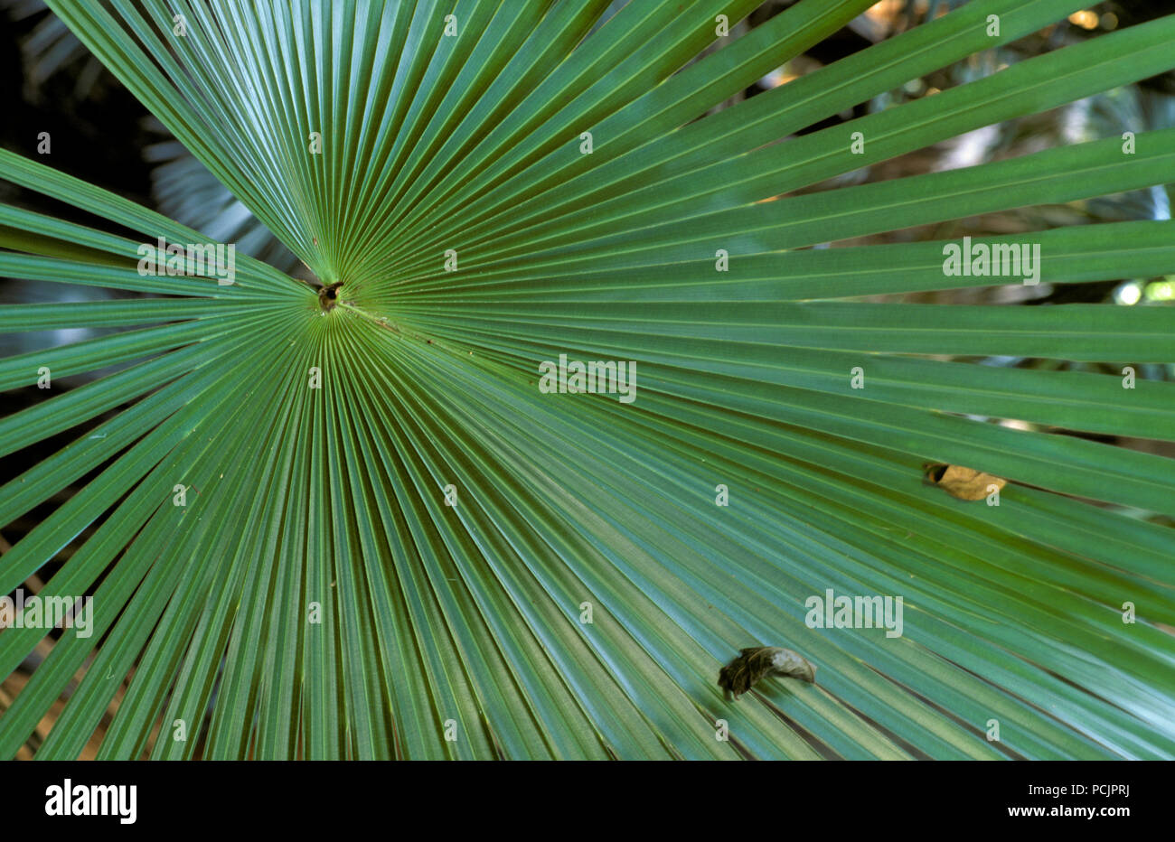 PALMS (CABBAGE-TREE, LIVISTONA AUSTRALIS) GROWING IN RAINFOREST AREA, QUEENSLAND Stock Photo