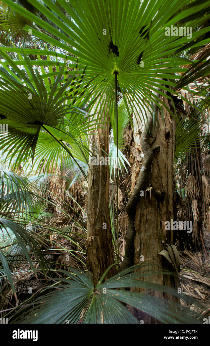 PALMS (CABBAGETREE, LIVISTONA AUSTRALIS) GROWING IN RAINFOREST AREA