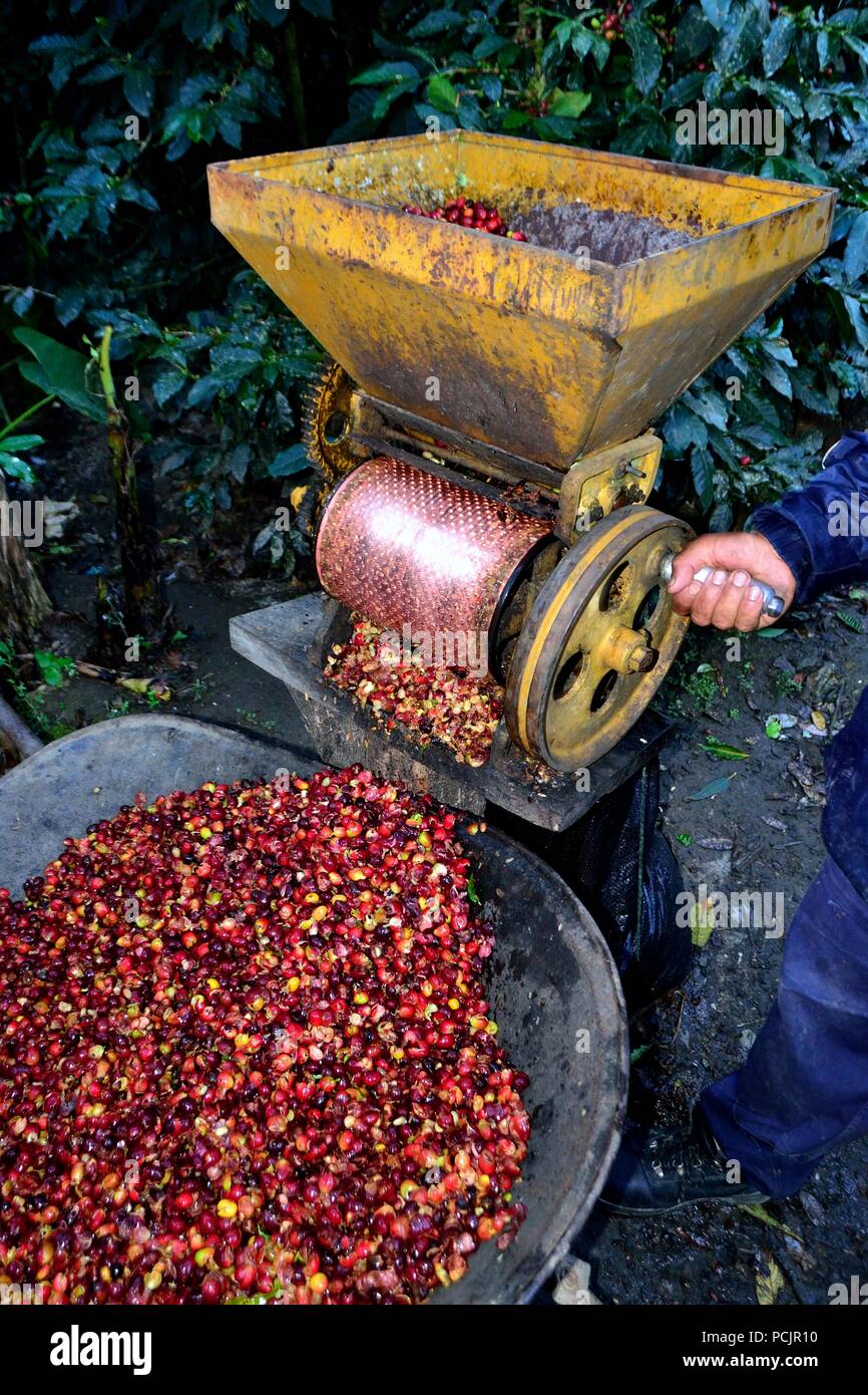 Pulping machine Coffee harvest in El CARMEN DE LA FRONTERA Ecuador