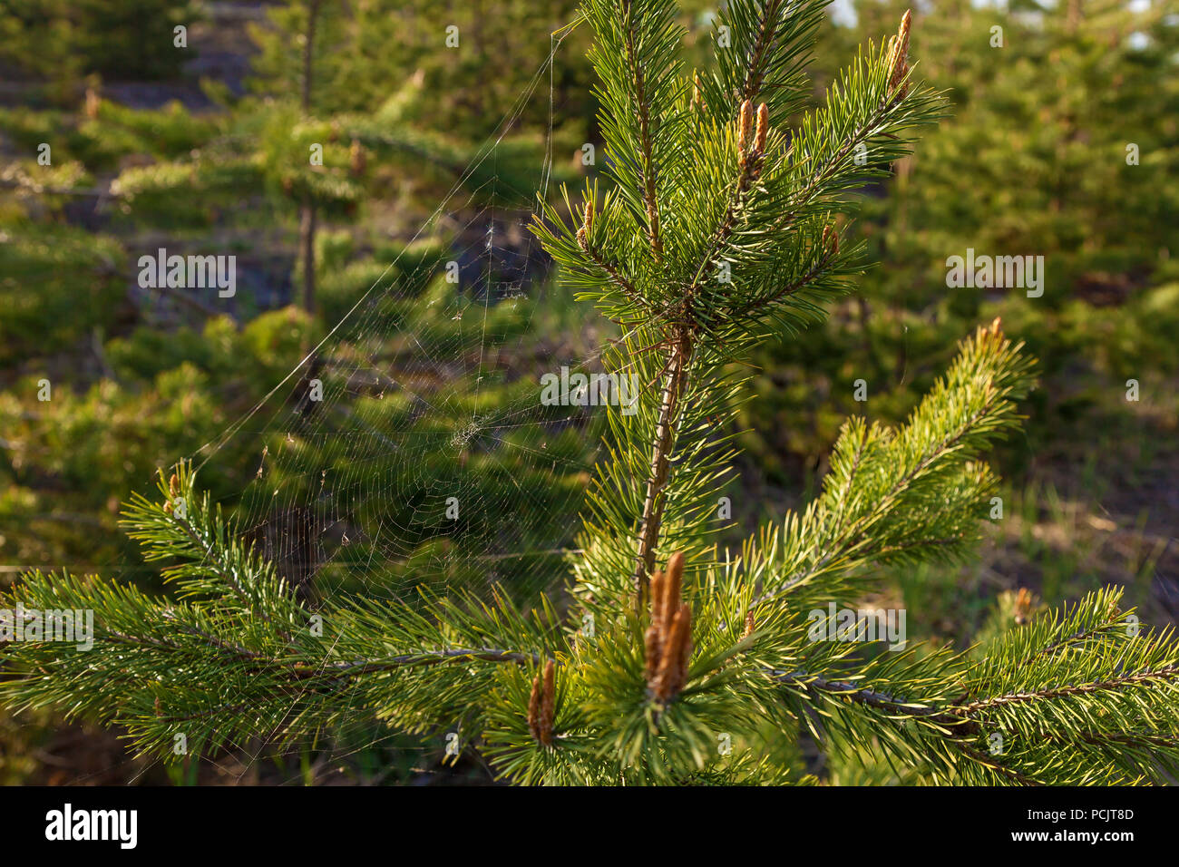 A spider weaves a web on a young pine tree. The web between the pine branches Stock Photo