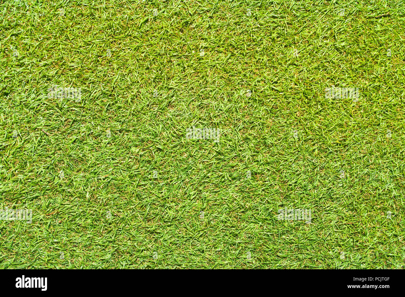 seamless fake grass background on sunny day Stock Photo