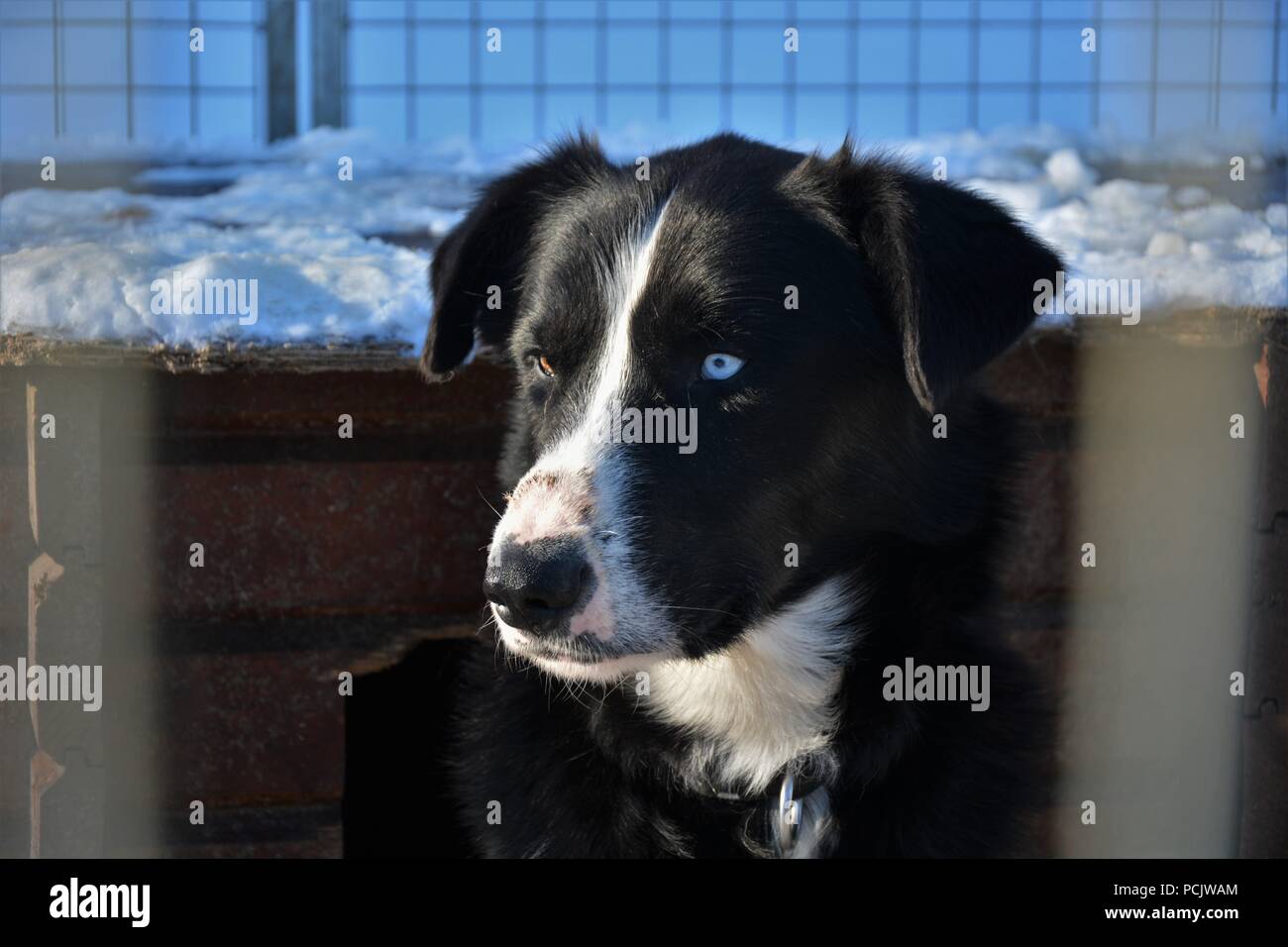 Sled dogs resting in their kennel and playing each other after a sledding tour Stock Photo