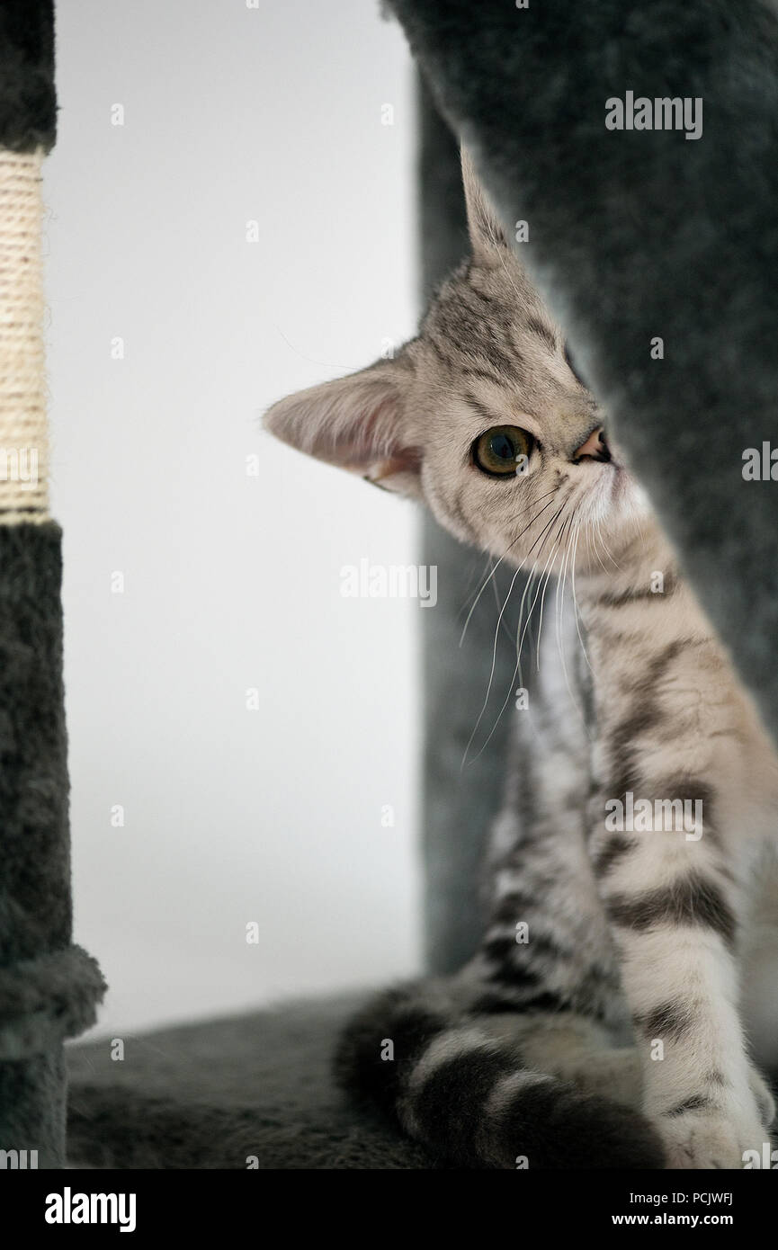 A British Shorthair Silver Tabby Kitten Stock Photo 214315462 Alamy