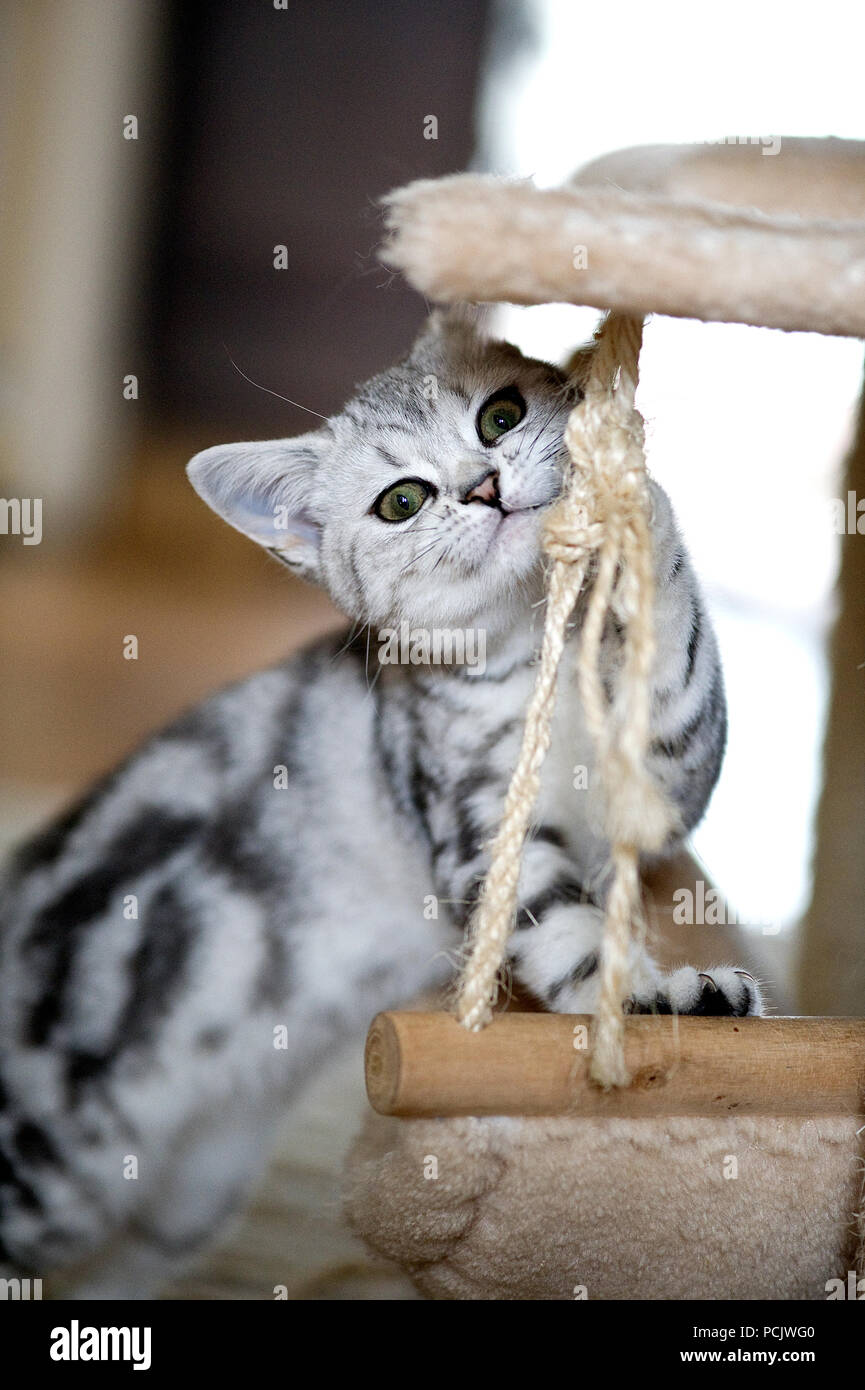 A British Shorthair Silver Tabby Kitten Stock Photo 214315472 Alamy