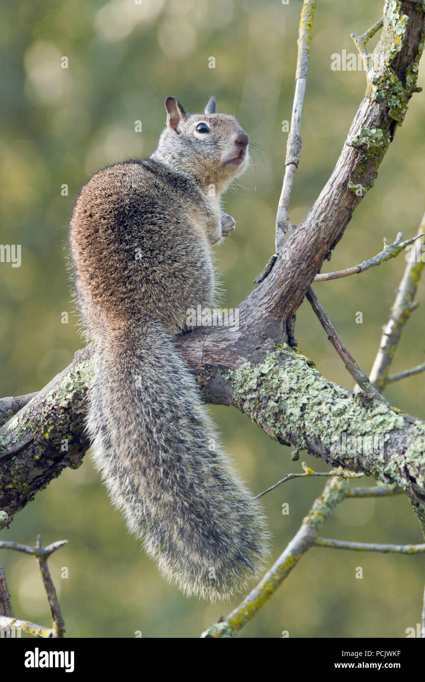 California Ground Squirrel (Spermophilus beecheyi), Sacramento County California Stock Photo