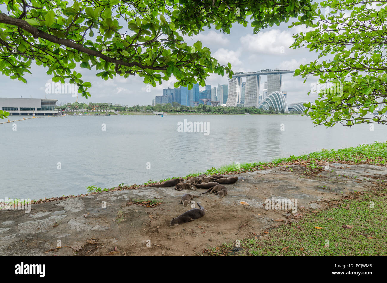 Family of otters spotted taking afternoon nap near Garden By The Bay East Garden. Otters progressively sighted in highly urbanized area. Stock Photo