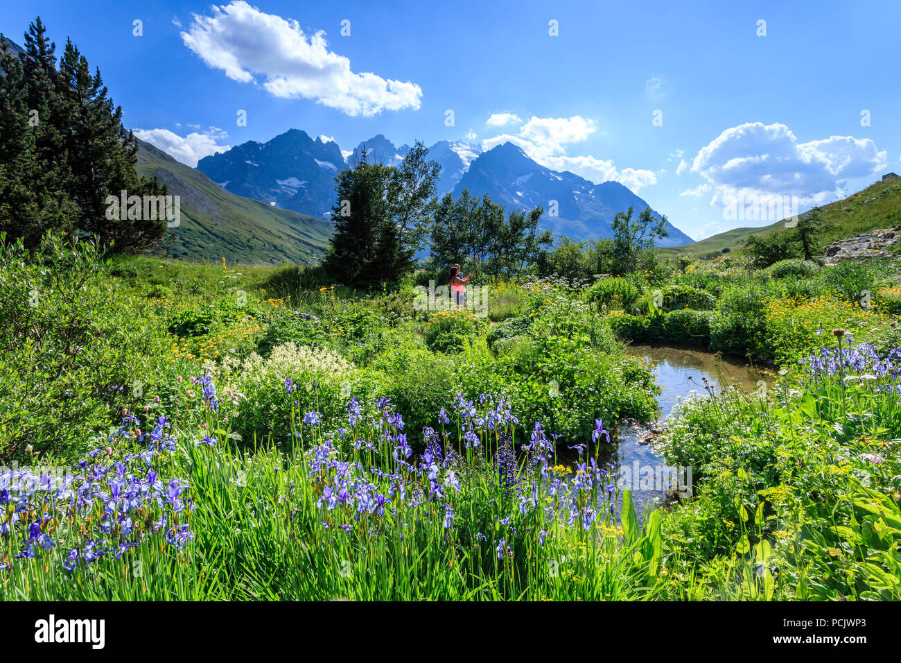 France, Hautes Alpes, Villar d'Arene, Alpine botanical garden of Lautaret, plantes from Siberia (Iris siberica...), the Meije mountain behind  // Fran Stock Photo