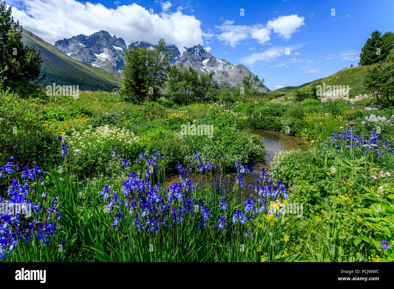 France, Hautes Alpes, Villar d'Arene, Alpine botanical garden of Lautaret, plantes from Siberia (Iris siberica...), the Meije mountain behind // Franc Stock Photo