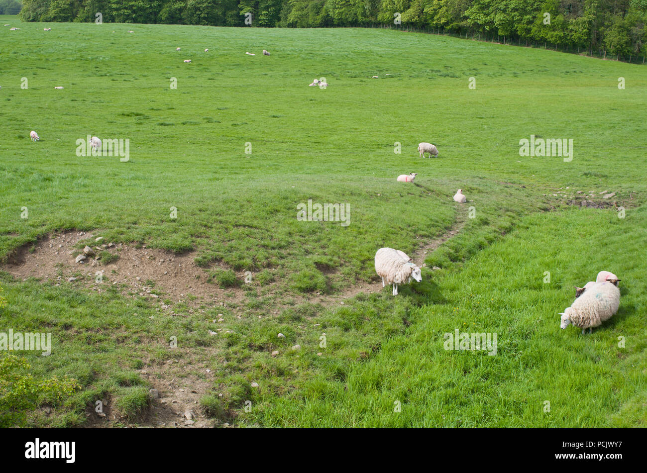 Sheep Grazing in Green Grass Field Meadow UK Stock Photo - Alamy