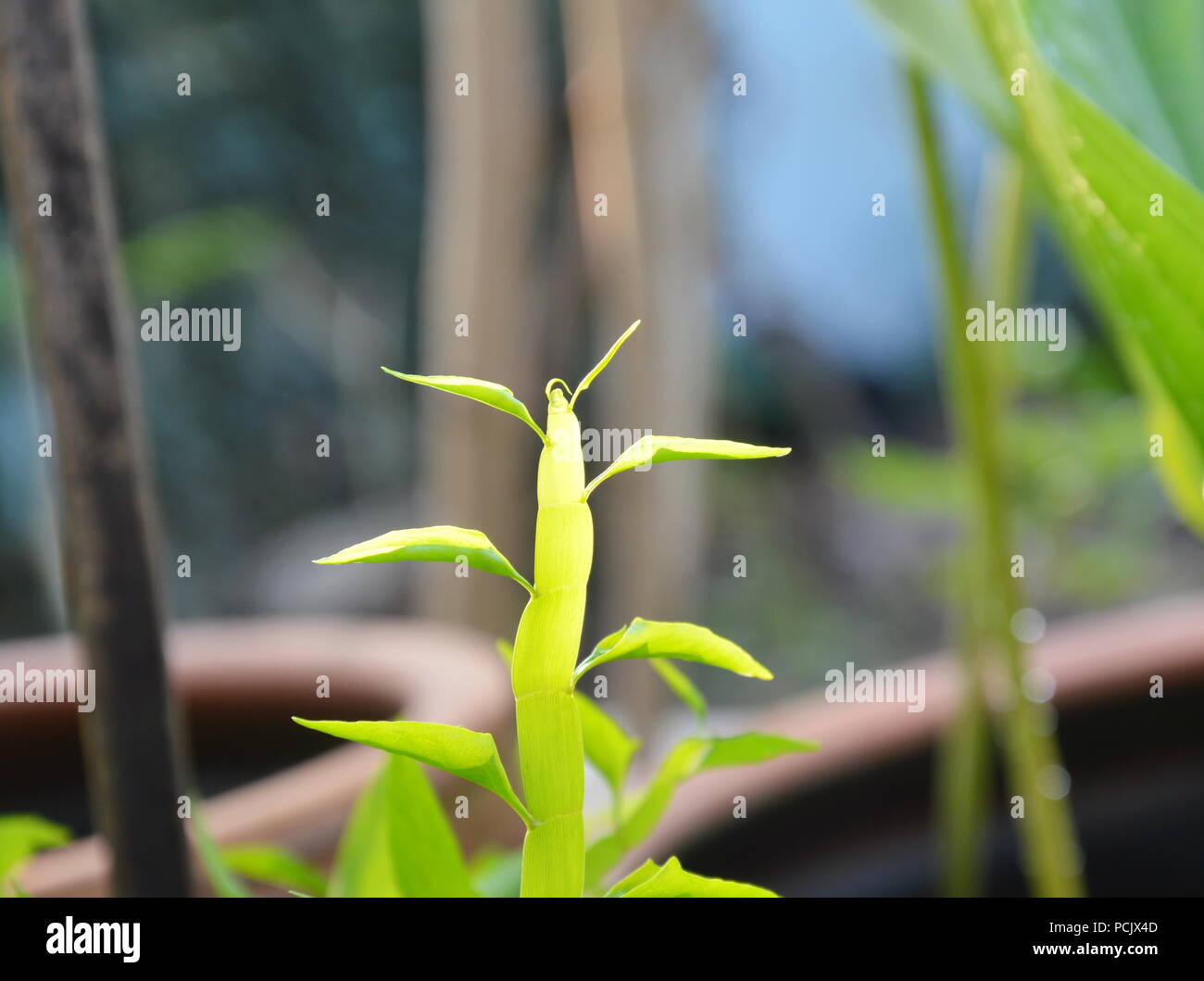 centipede plant in garden on the morning Stock Photo Alamy