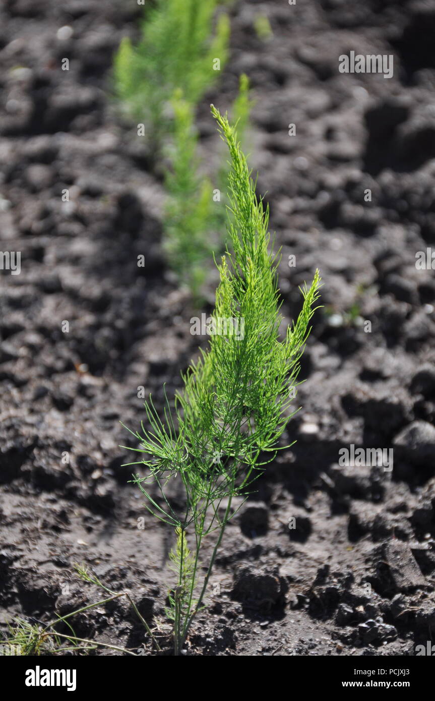 Young asparagus plant Stock Photo Alamy