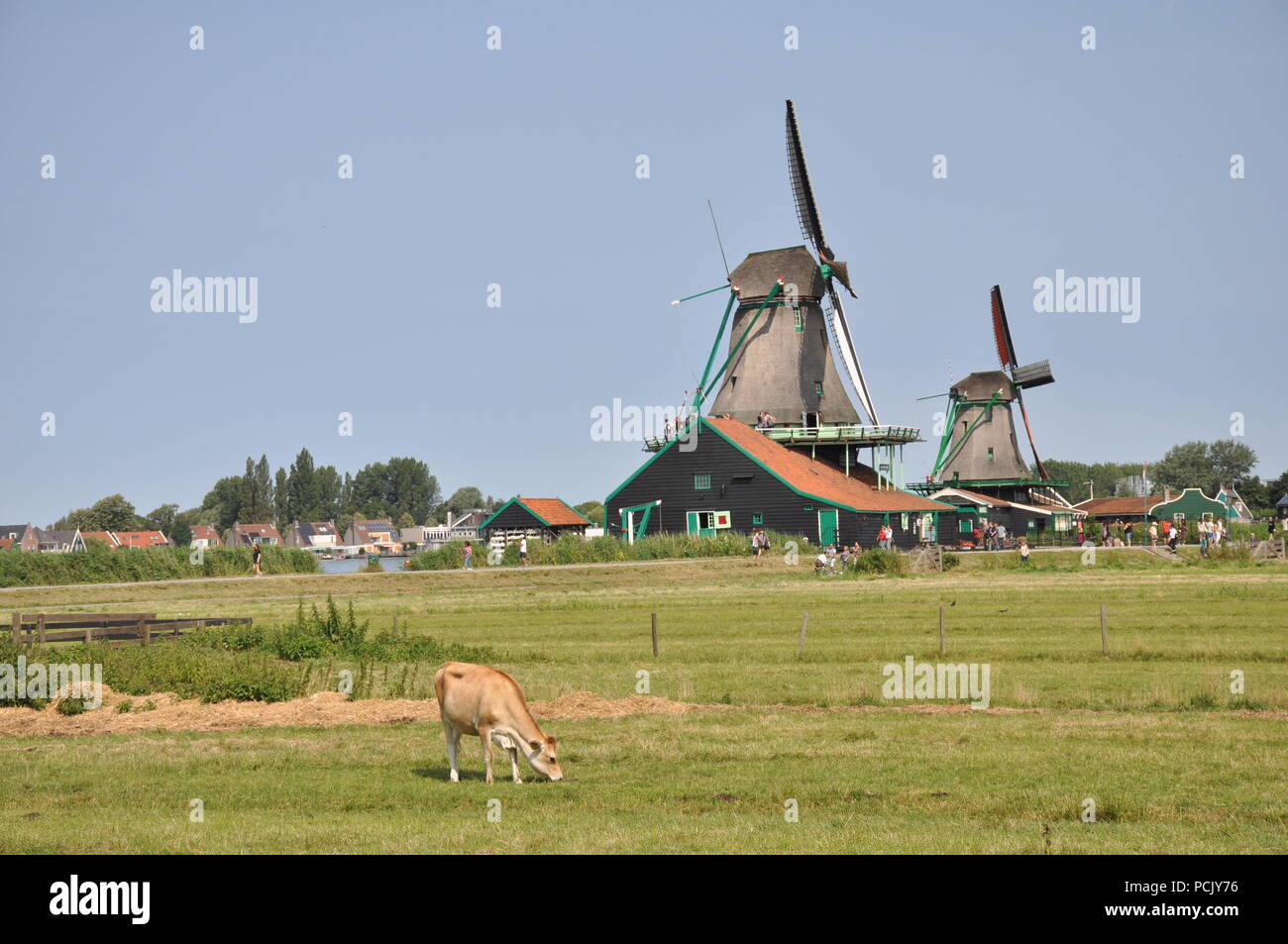 Cow grazing in front of windmills, Zaanse Schans, Netherlands Stock Photo