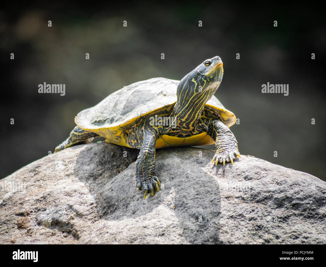 Northern map turtle Stock Photo - Alamy