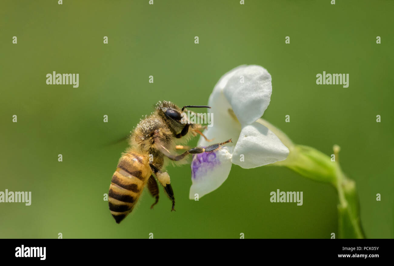 Close up Bee, Honeybee, Wasp, Hoverfly Stock Photo
