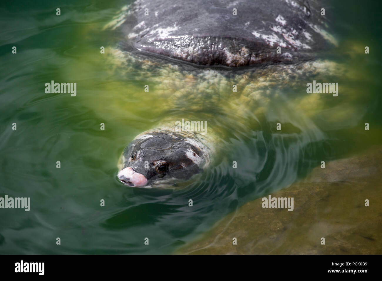 Black Soft Shell turtles known as Bostami Turtle In front of the tomb. Stock Photo