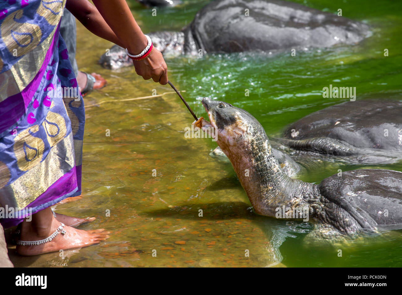 Devoted peoples are feeding food of Black soft-shell turtles known as Bostami Kasim (Aspideretes nigricans) at Nasirabad, Chittagong, Bangladesh. Stock Photo