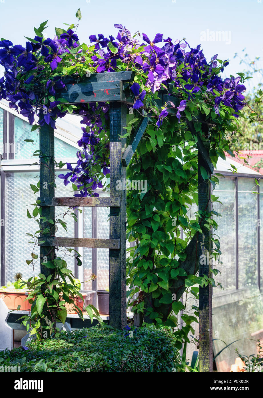 Arcade beautifully covered with a flowering clematis in The Netherlands Stock Photo