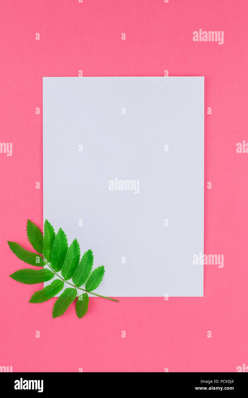 Creative flat lay top view white letter mock up with fresh green rowan ...
