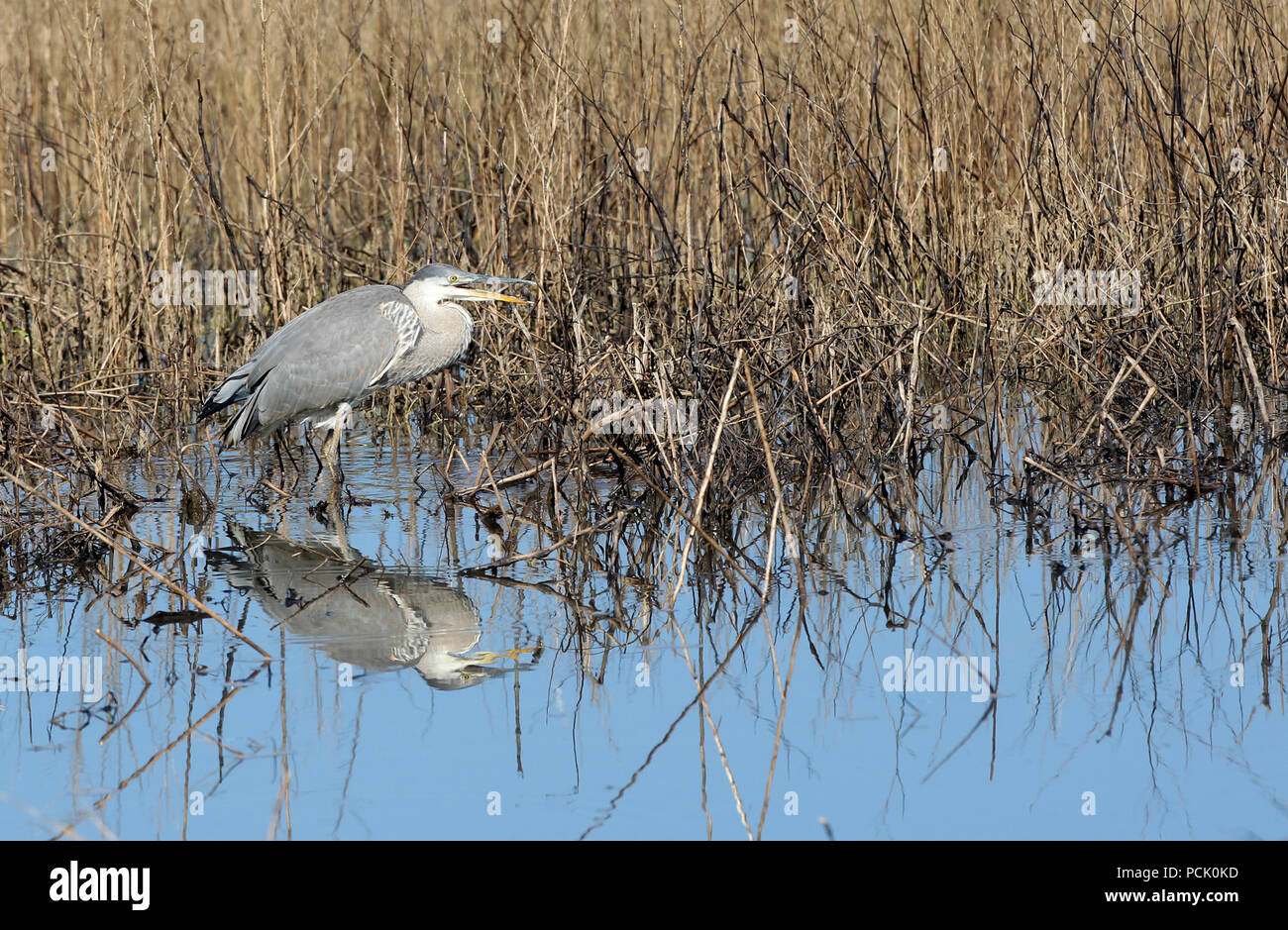 Great Blue Herons in a wetland near Colorado Springs, Colorado. Stock Photo
