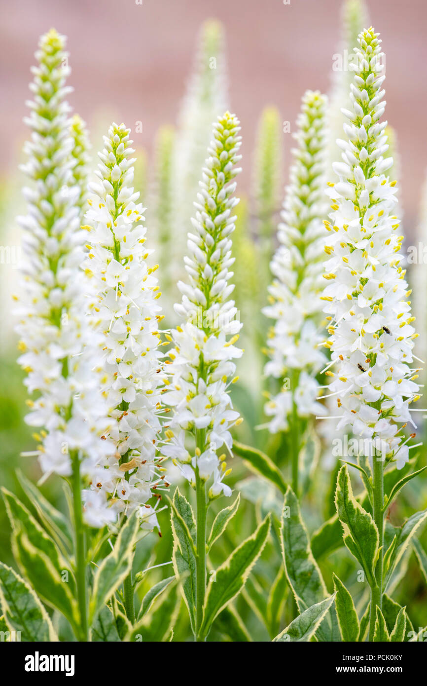 Veronica longifolia Charlotte with variegated leaves and white flowers, UK. Stock Photo