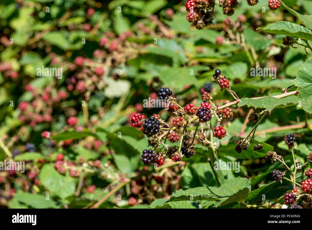 Brambles leaves hires stock photography and images Alamy