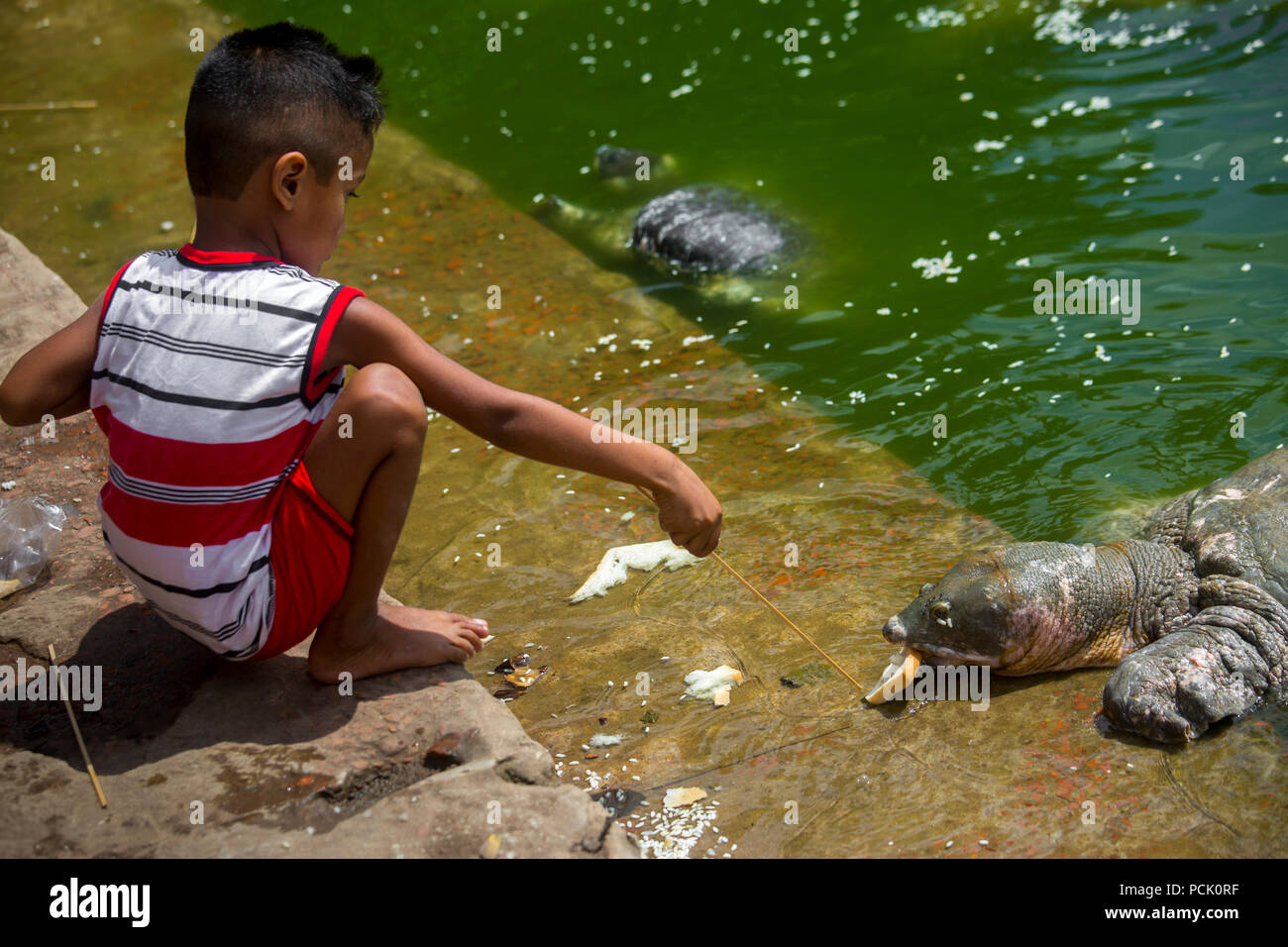 Devoted peoples are feeding food of Black soft-shell turtles known as Bostami Kasim (Aspideretes nigricans) at Nasirabad, Chittagong, Bangladesh. Stock Photo