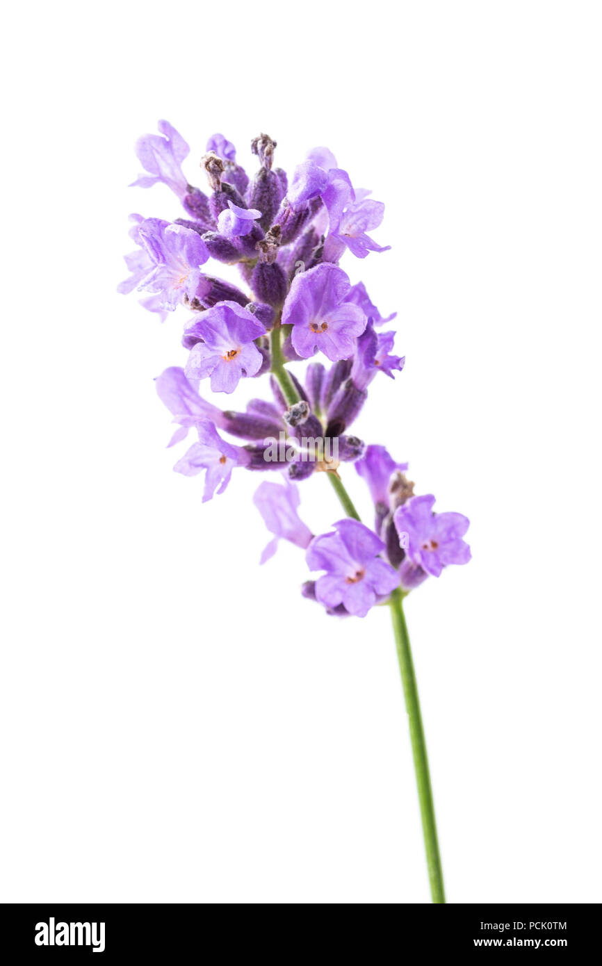 Single lavender flower on white background Stock Photo Alamy