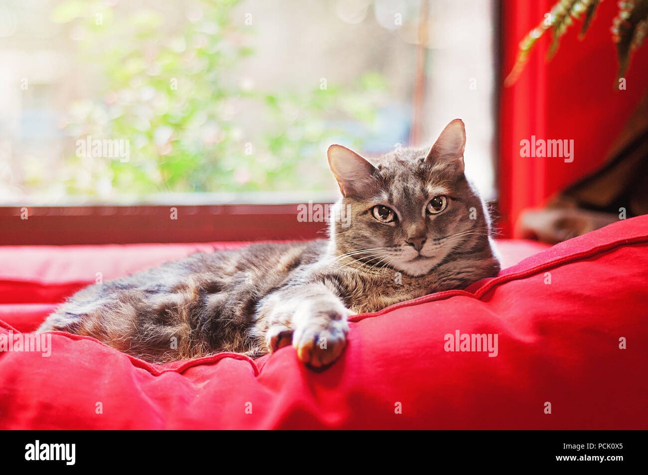 Tabby Cat Lounging on Red Pillow in Front of a Window Sill in a Home ...