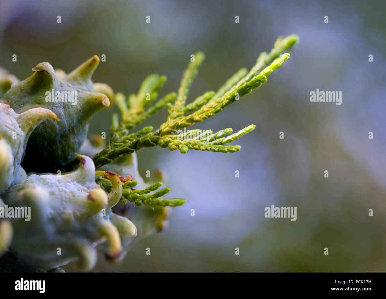 Incense cedar tree Calocedrus decurrens branch close up. Thuja cones branch pattern. Conifer seeds of cypress on green background, macro Stock Photo
