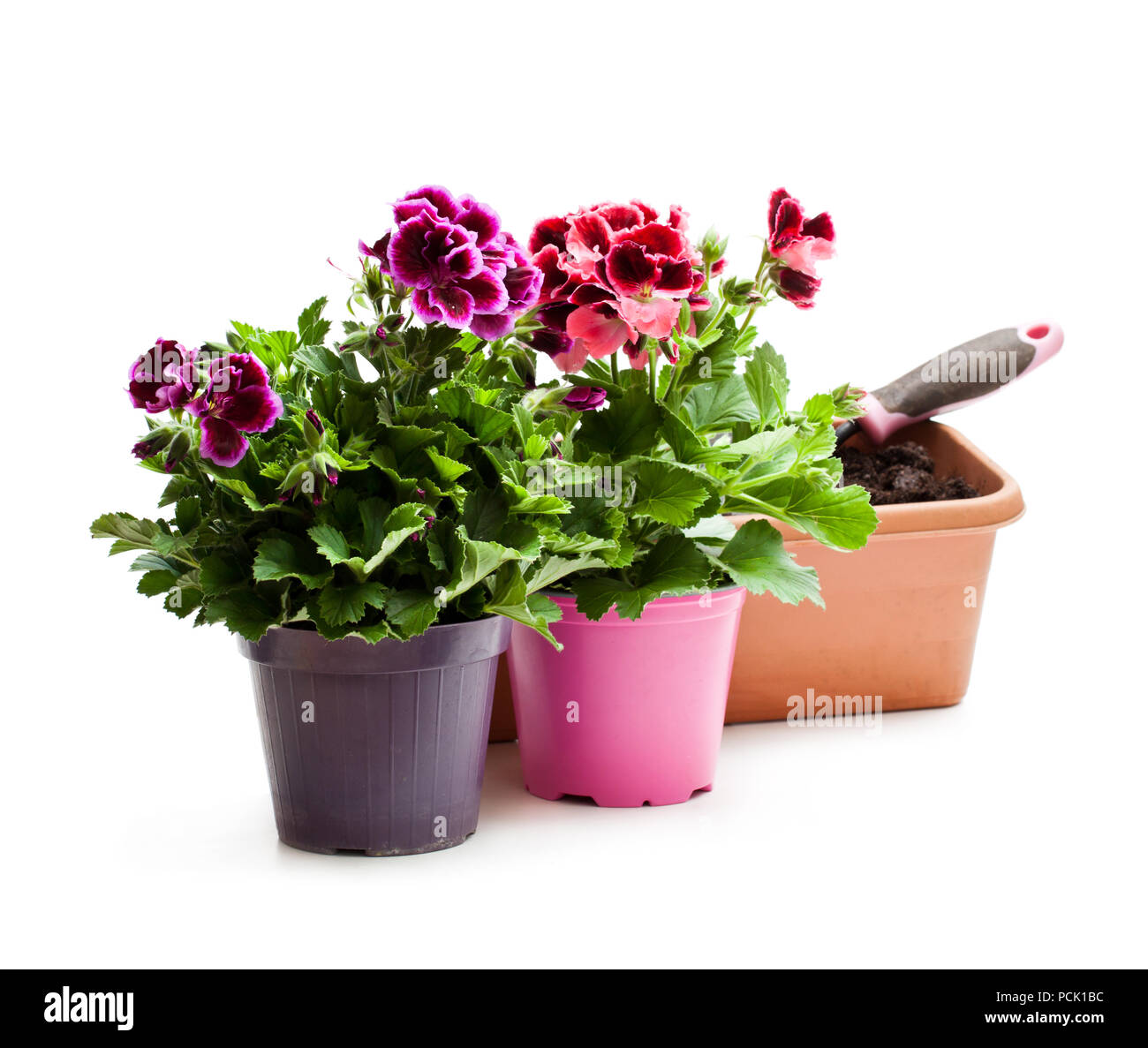 Colorful  Pelargonium flowers in flowerpot isolated on white. Ready for planting. Stock Photo