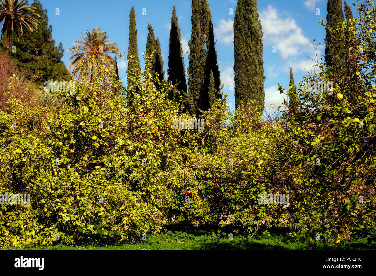 orange and lemon trees Stock Photo Alamy