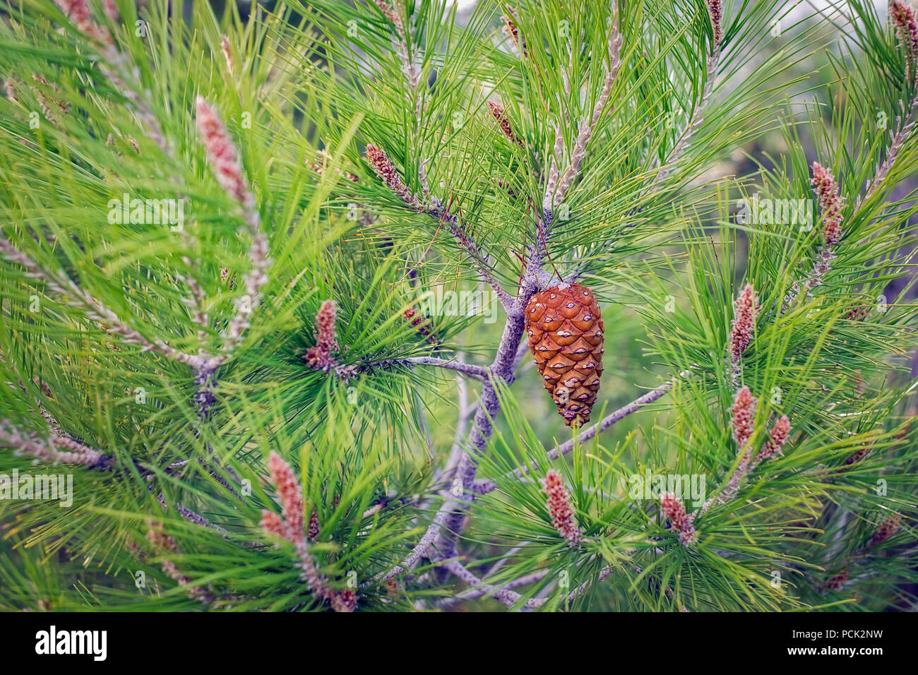 pine branch with cone Stock Photo - Alamy