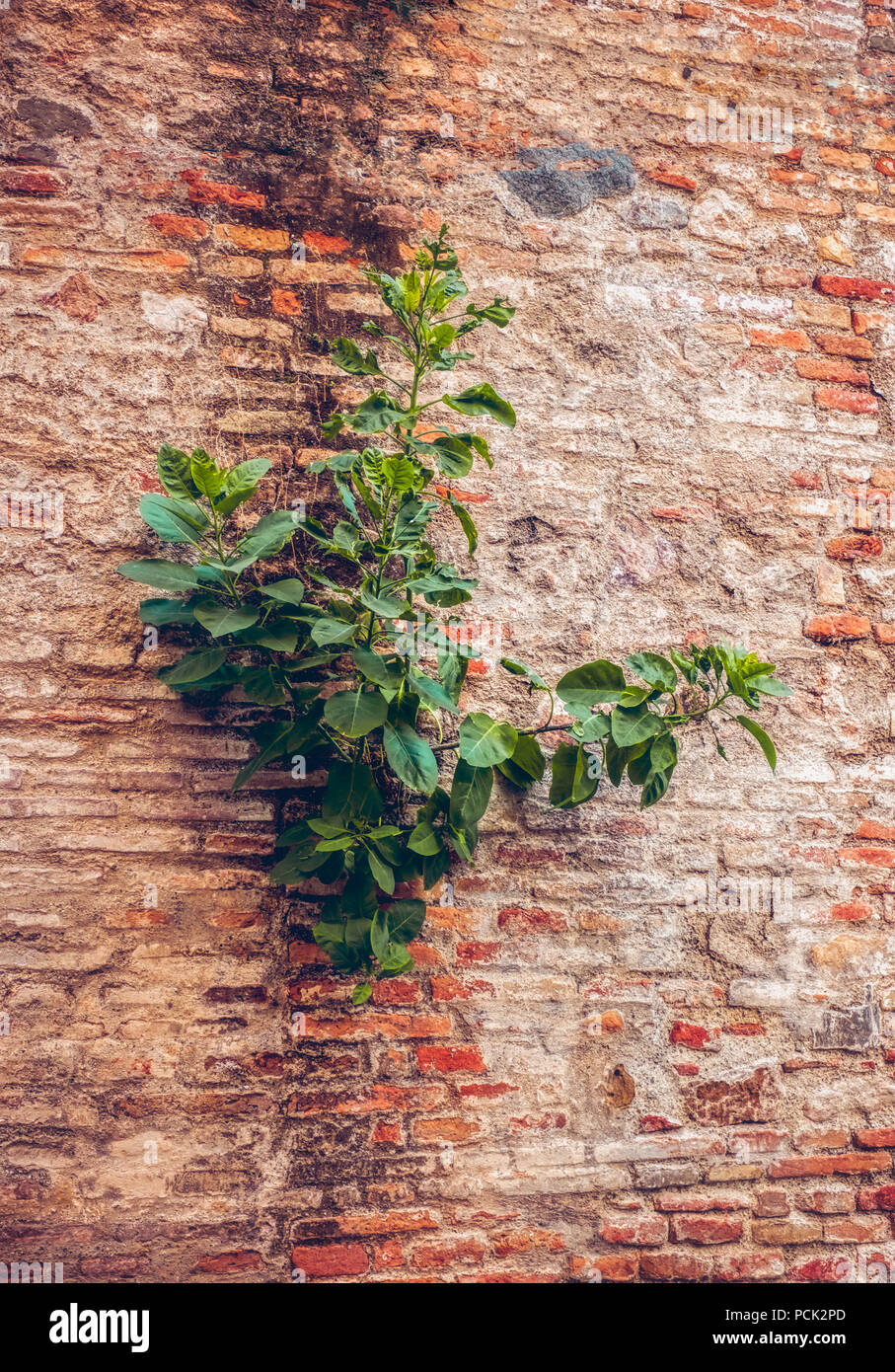 plant on the old wall Stock Photo - Alamy